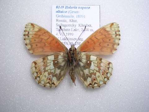 Image de Boloria napaea altaica Grum-Grshimailo 1893