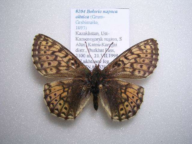 Image de Boloria napaea altaica Grum-Grshimailo 1893