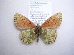 Image de Boloria napaea altaica Grum-Grshimailo 1893