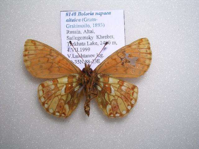 Image of Boloria napaea altaica Grum-Grshimailo 1893