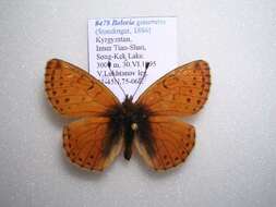 Image of <i>Boloria generator</i>