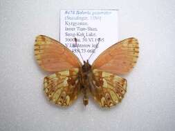 Image of <i>Boloria generator</i>