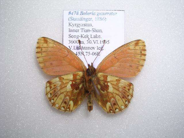 Image of <i>Boloria generator</i>