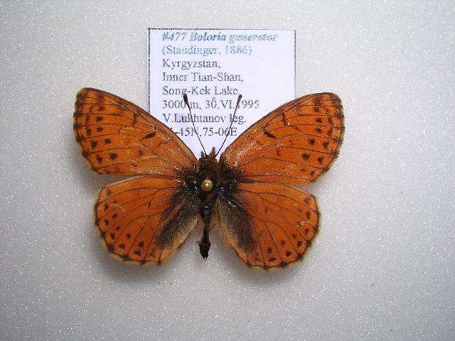 Image of <i>Boloria generator</i>