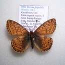 Image de <i>Boloria frigidalis</i>