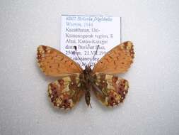 Image of <i>Boloria frigidalis</i>