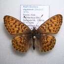 Image of Boloria angarensis