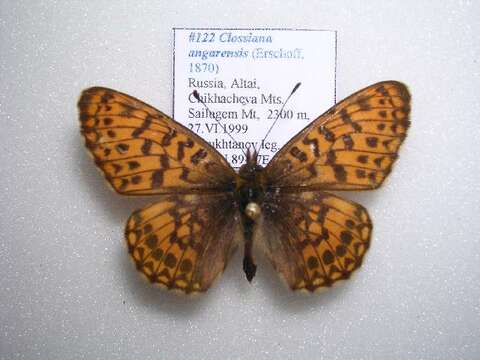 Image of Boloria angarensis