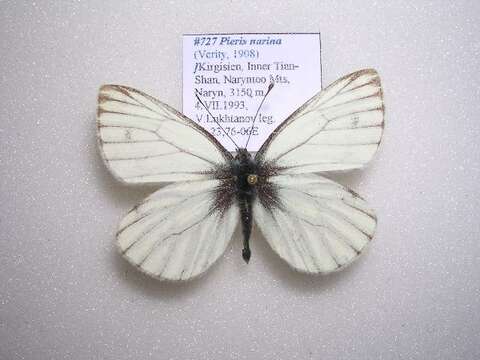 Image of <i>Pieris narina</i>