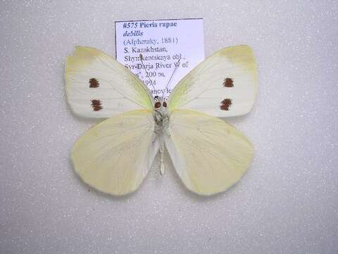 Image of <i>Pieris rapae debilis</i>