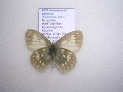 Coenonympha sunbecca Eversmann 1843的圖片