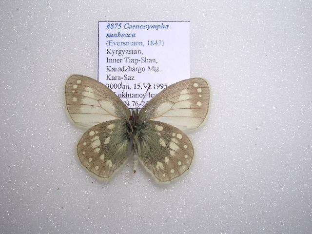 Coenonympha sunbecca Eversmann 1843的圖片