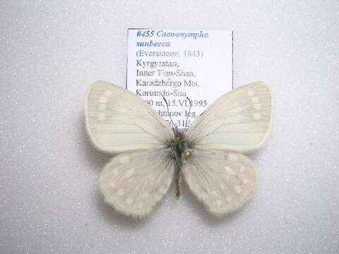 Coenonympha sunbecca Eversmann 1843的圖片