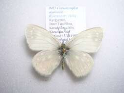 Coenonympha sunbecca Eversmann 1843的圖片