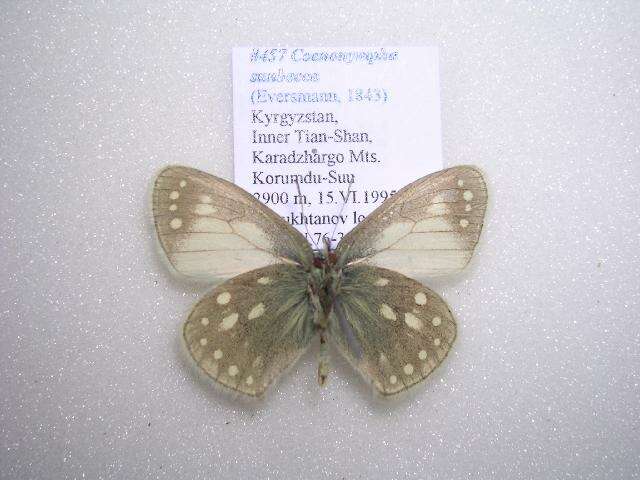 Image of Coenonympha sunbecca Eversmann 1843