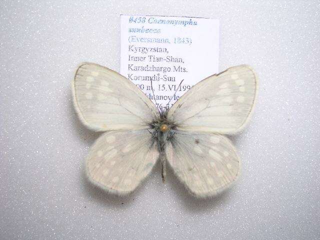 Coenonympha sunbecca Eversmann 1843的圖片