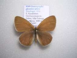 Imagem de <i>Coenonympha glycerion iphina</i>