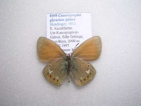 Image of <i>Coenonympha glycerion iphina</i>