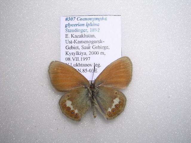 Image of <i>Coenonympha glycerion iphina</i>