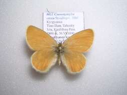 Image of Coenonympha caeca Staudinger 1886