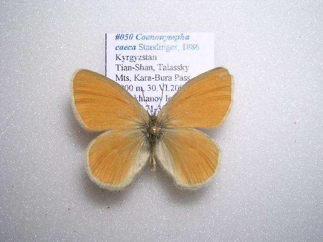 Image of Coenonympha caeca Staudinger 1886