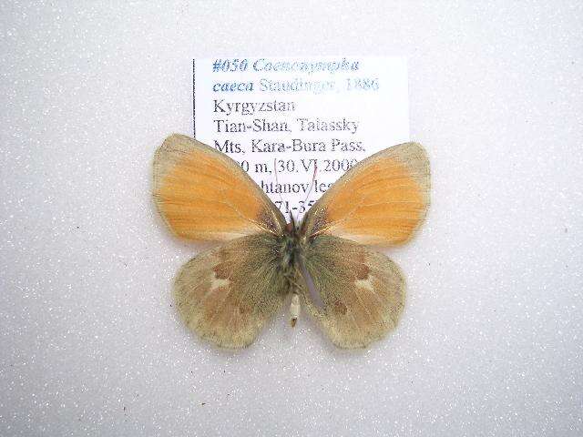 Image of Coenonympha caeca Staudinger 1886