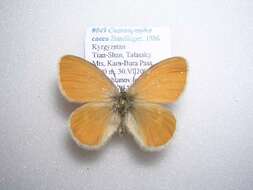 Image of Coenonympha caeca Staudinger 1886