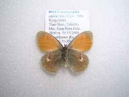 Image of Coenonympha caeca Staudinger 1886