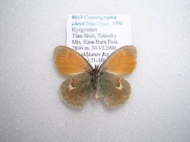 Image of Coenonympha caeca Staudinger 1886