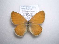 Image of Coenonympha amaryllis Cramer 1782