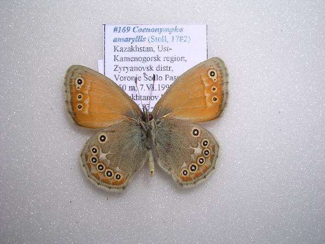 Image of Coenonympha amaryllis Cramer 1782