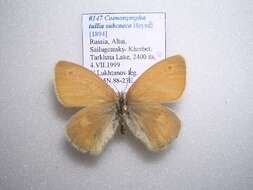 Image of Coenonympha tullia subcaeca