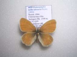 Image of Coenonympha tullia subcaeca