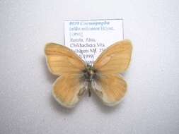 Image of Coenonympha tullia subcaeca