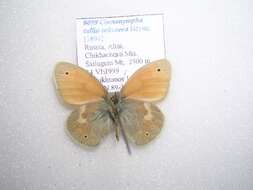 Image of Coenonympha tullia subcaeca