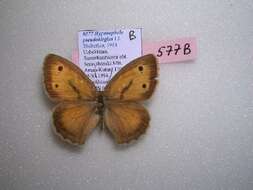 Слика од <i>Hyponephele pseudokirgisa</i>