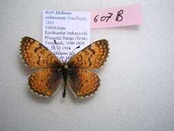 Imagem de Melitaea sultanensis