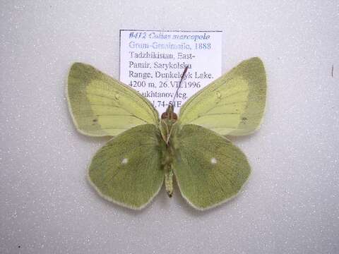 Image of Colias marcopolo Grum-Grshimailo 1888