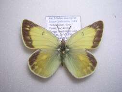 Image of Colias marcopolo Grum-Grshimailo 1888