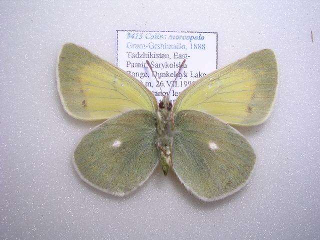 Image of Colias marcopolo Grum-Grshimailo 1888