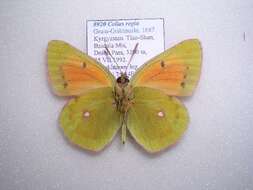 Image of Colias regia Grum-Grshimailo 1887