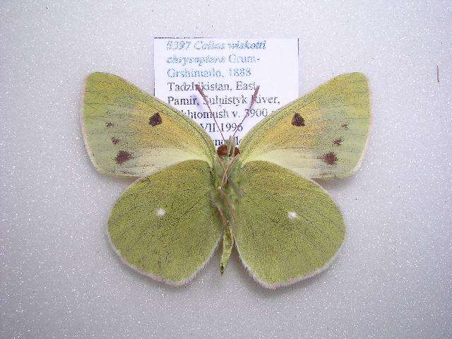 Image of Colias wiskotti chrysoptera