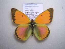 Image of Colias thisoa Ménétriès 1832