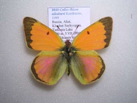 Colias thisoa Ménétriès 1832的圖片