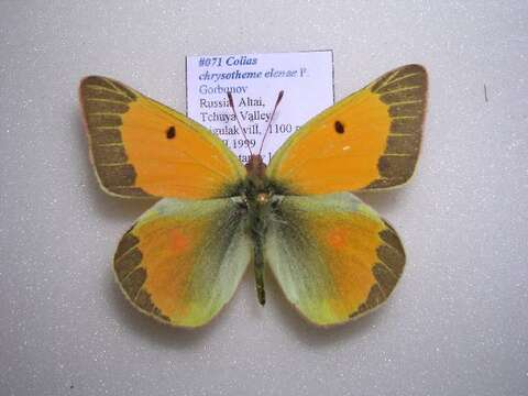 Image of Colias chrysotheme elenae