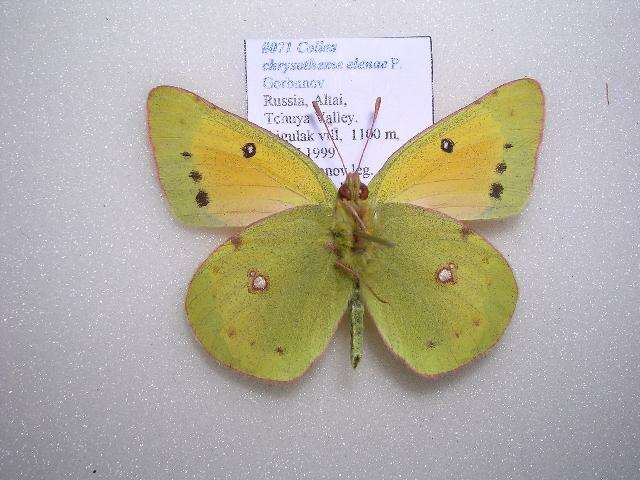 Imagem de Colias chrysotheme elenae