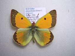 Imagem de Colias chrysotheme elenae