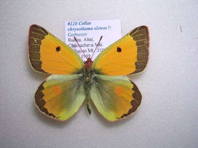 Imagem de Colias chrysotheme elenae