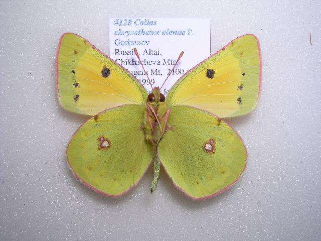 Imagem de Colias chrysotheme elenae