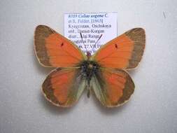 Image of Colias eogene Felder & Felder 1865